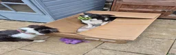 Border Collie dogs for sale: Lovely border collie looking for a special home - Advert 3