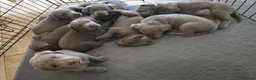 Labrador Retriever dogs for sale: Silver Labrador Retriever Puppies - Advert 22