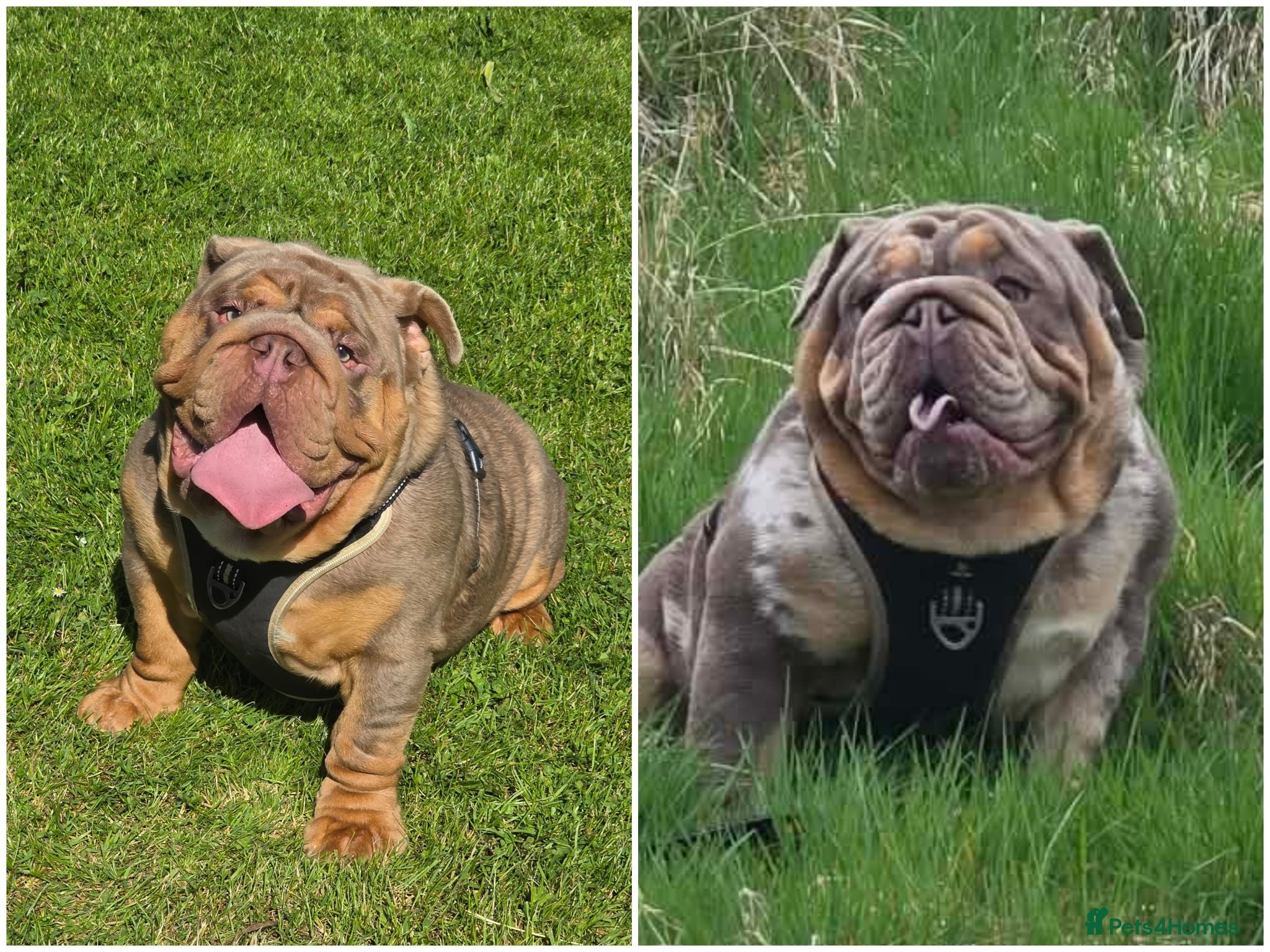 English Bulldog dogs British bulldog for stud - Advert 12