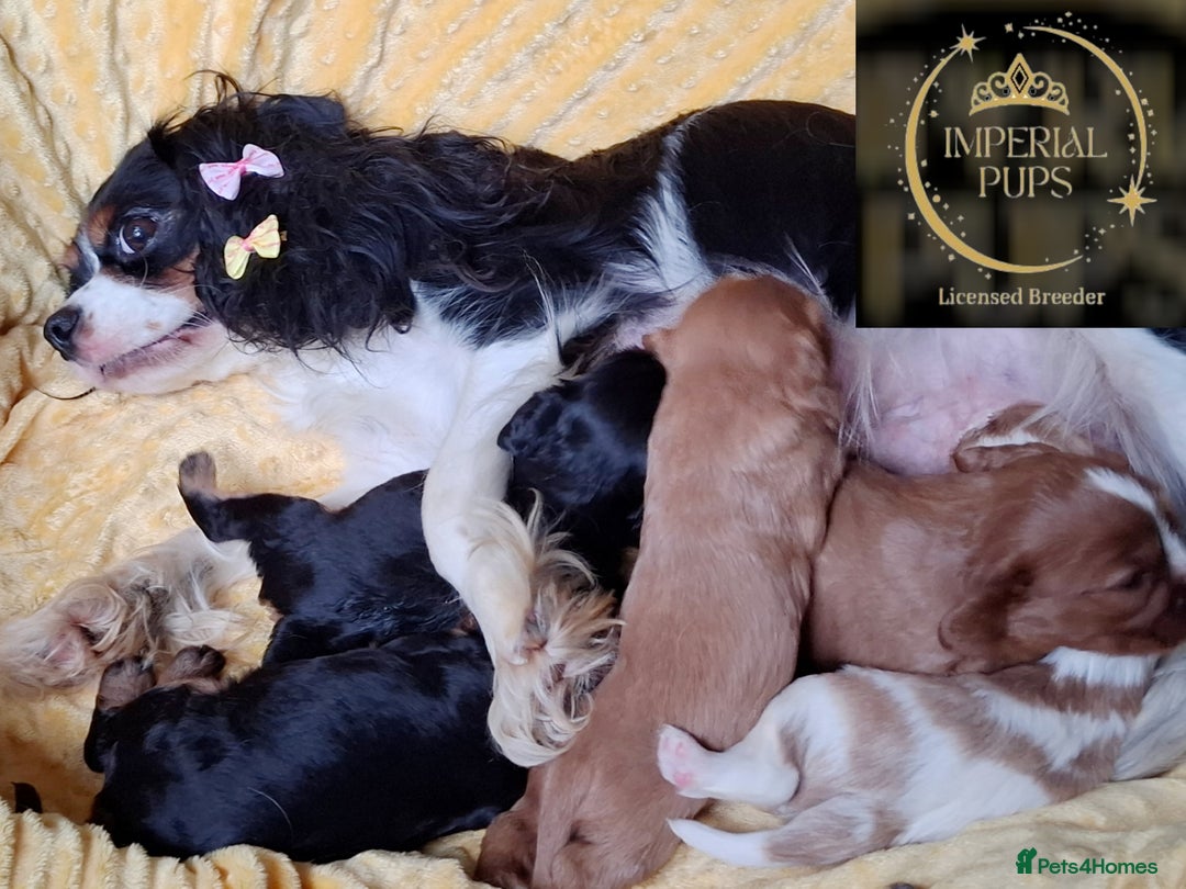 Cavalier King Charles Spaniel dogs for sale: KCC spaniels boys @ girls healt tested parents  - Advert 2