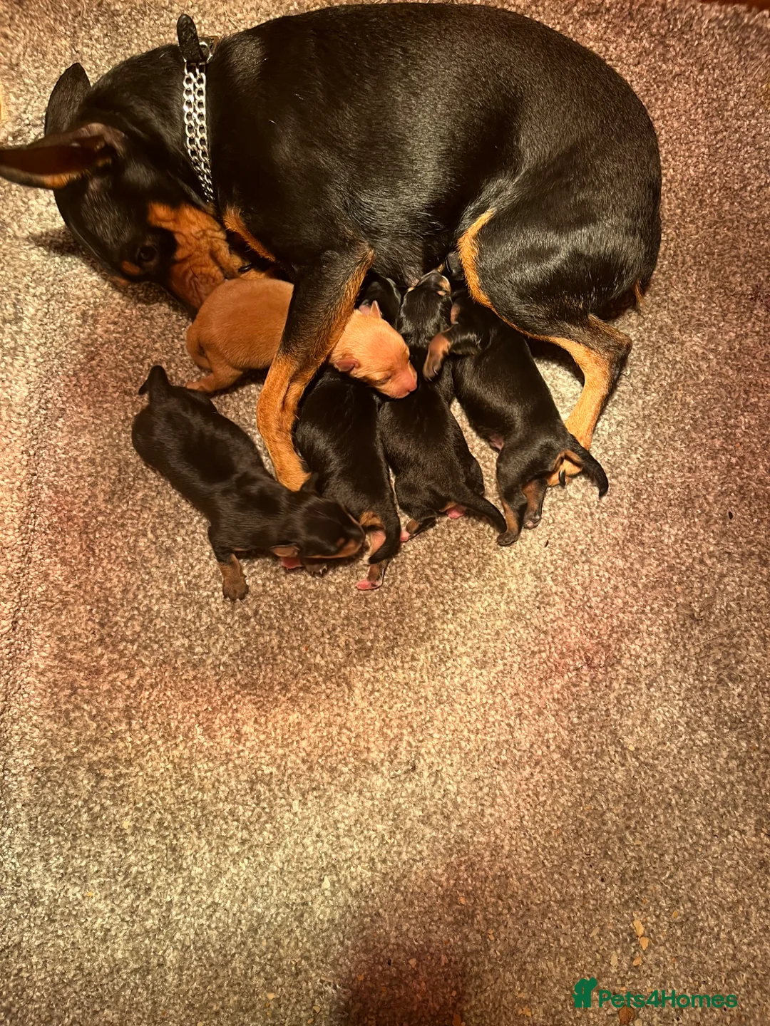 Miniature Pinscher dogs for sale: Beautiful  pinchers pups - Advert 1