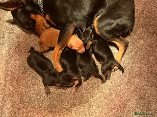 Miniature Pinscher dogs Beautiful pinchers pups - Advert 4