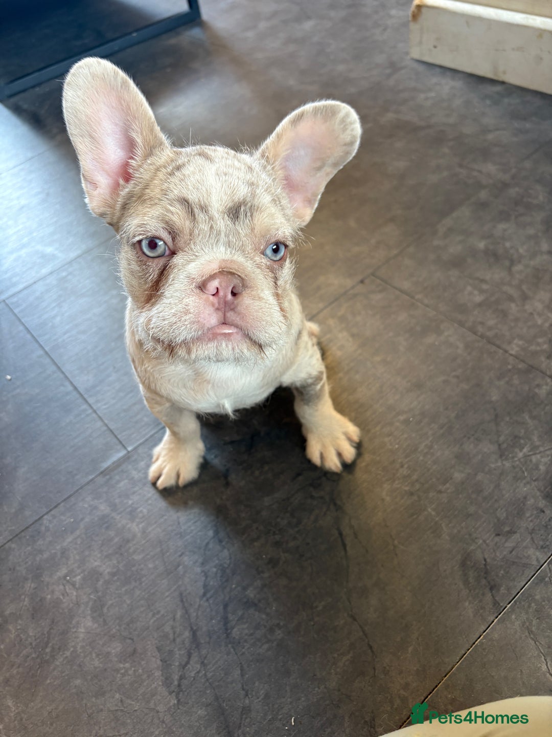 French Bulldog dogs for sale: 3 French bulldog puppies  - Image 3