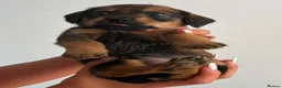 Mixed Breed dogs for sale: Mini Dachshund cross F1 Schion pups in Paisley - Advert 12