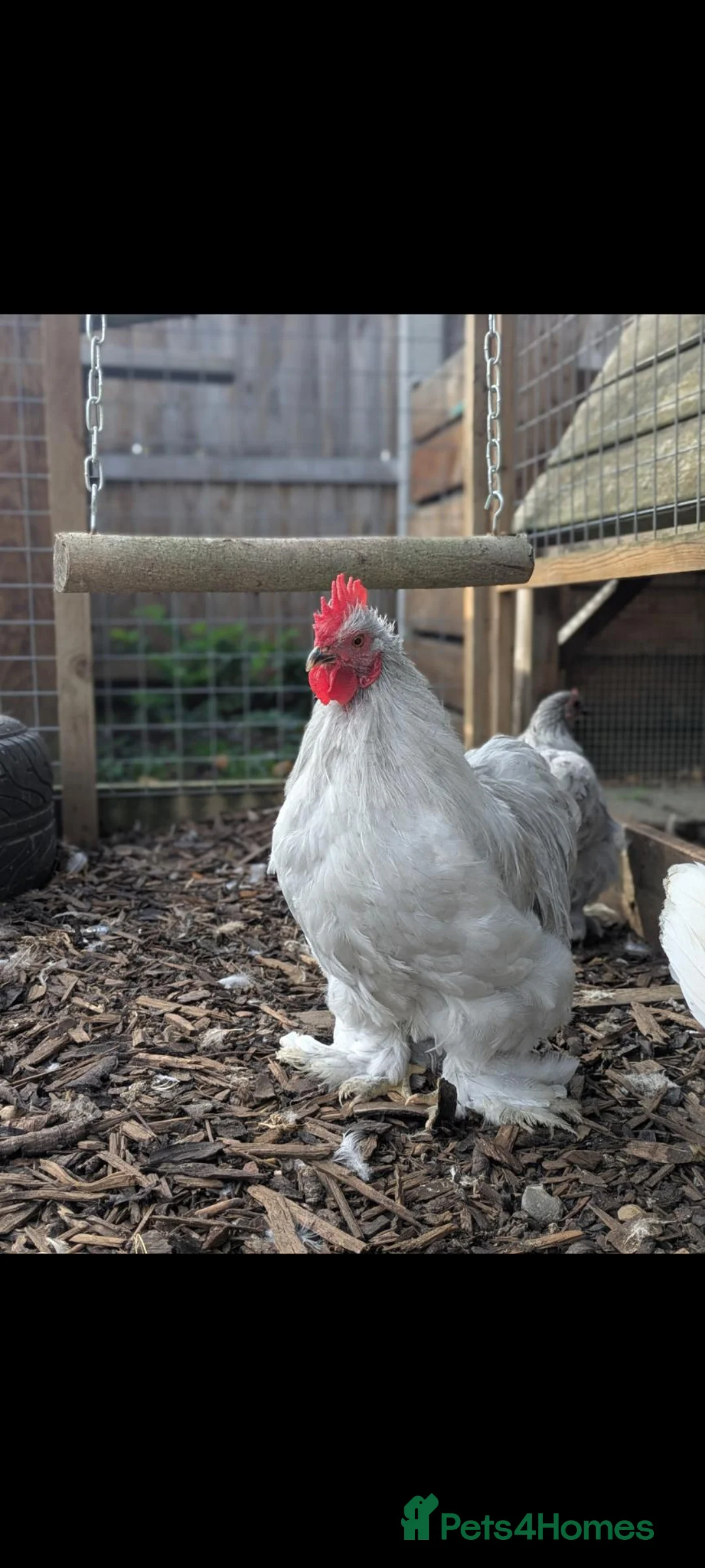 Chickens poultry for sale: 3 Lavender Pekin Bantam Cockerels in Cheltenham - Advert 2