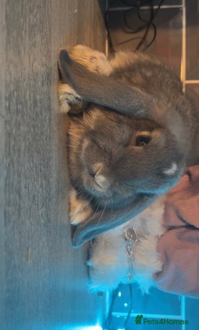 Mini Lop rabbits Litter of mini lops - Advert 16