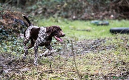German Shorthaired Pointer dogs for stud: Outstanding GSP for Stud in Southampton - Image 2