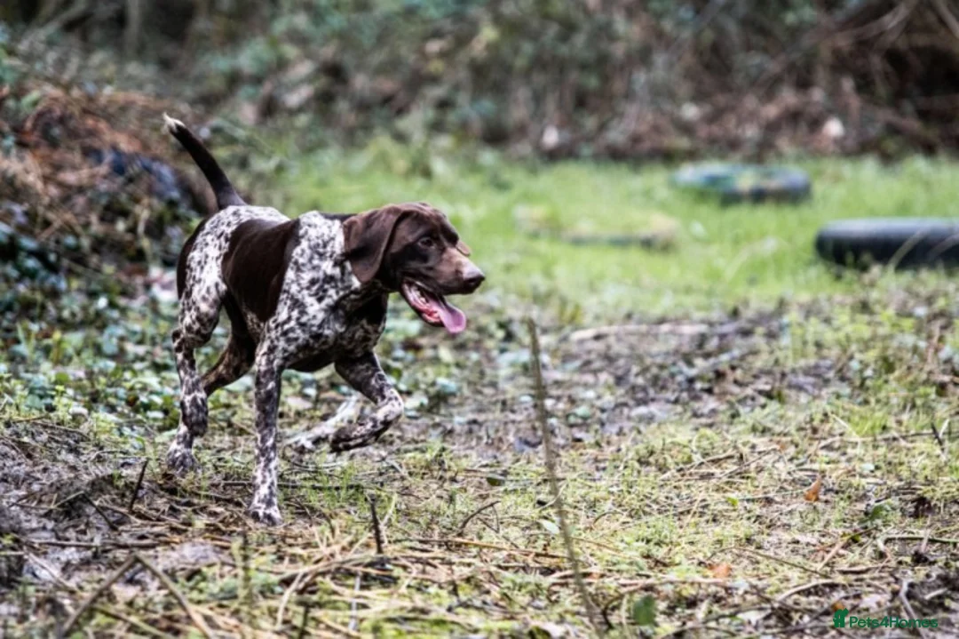 German Shorthaired Pointer dogs for stud: Outstanding GSP for Stud in Southampton - Advert 2