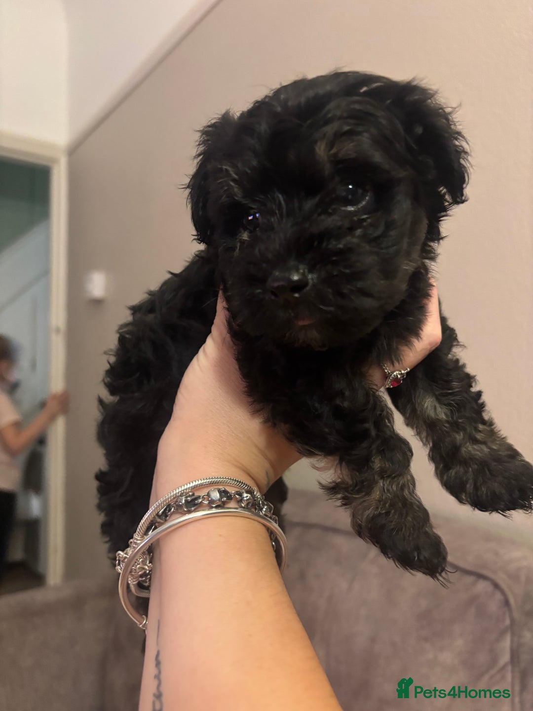Mixed Breed dogs for sale: 2x gorgeous Male Morkiepoos for sale - Image 4