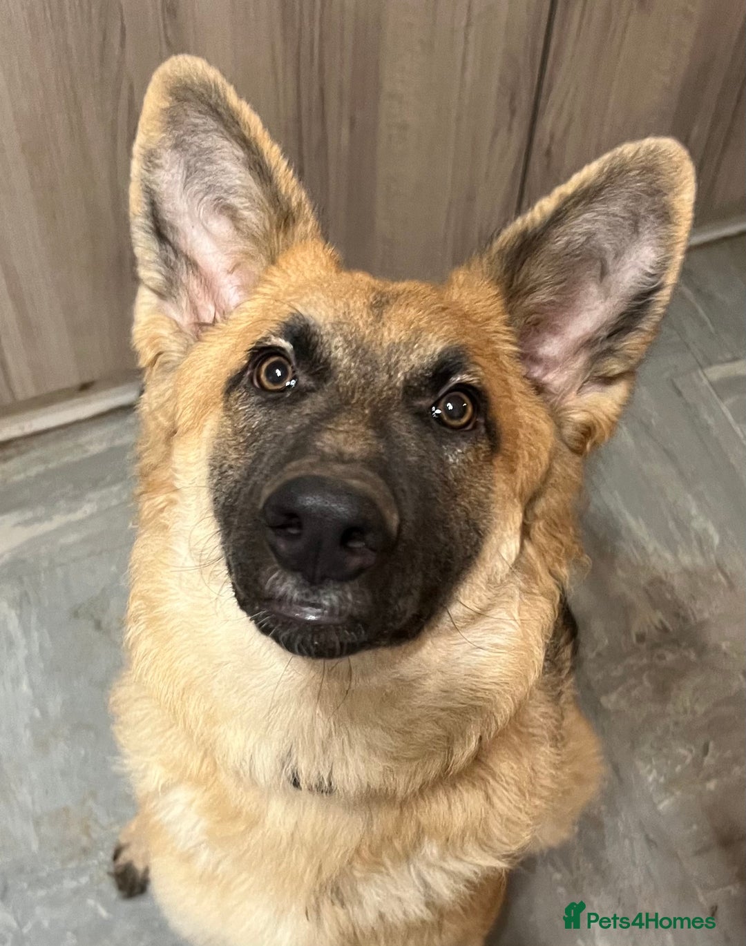 German Shepherd dogs for sale: Beautiful straight backed German shepherd  - Advert 2