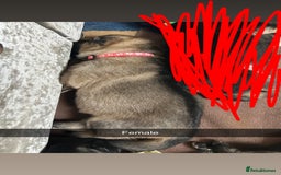 German Shepherd dogs for sale: 10 Germans Shepherd Puppys - Image 5