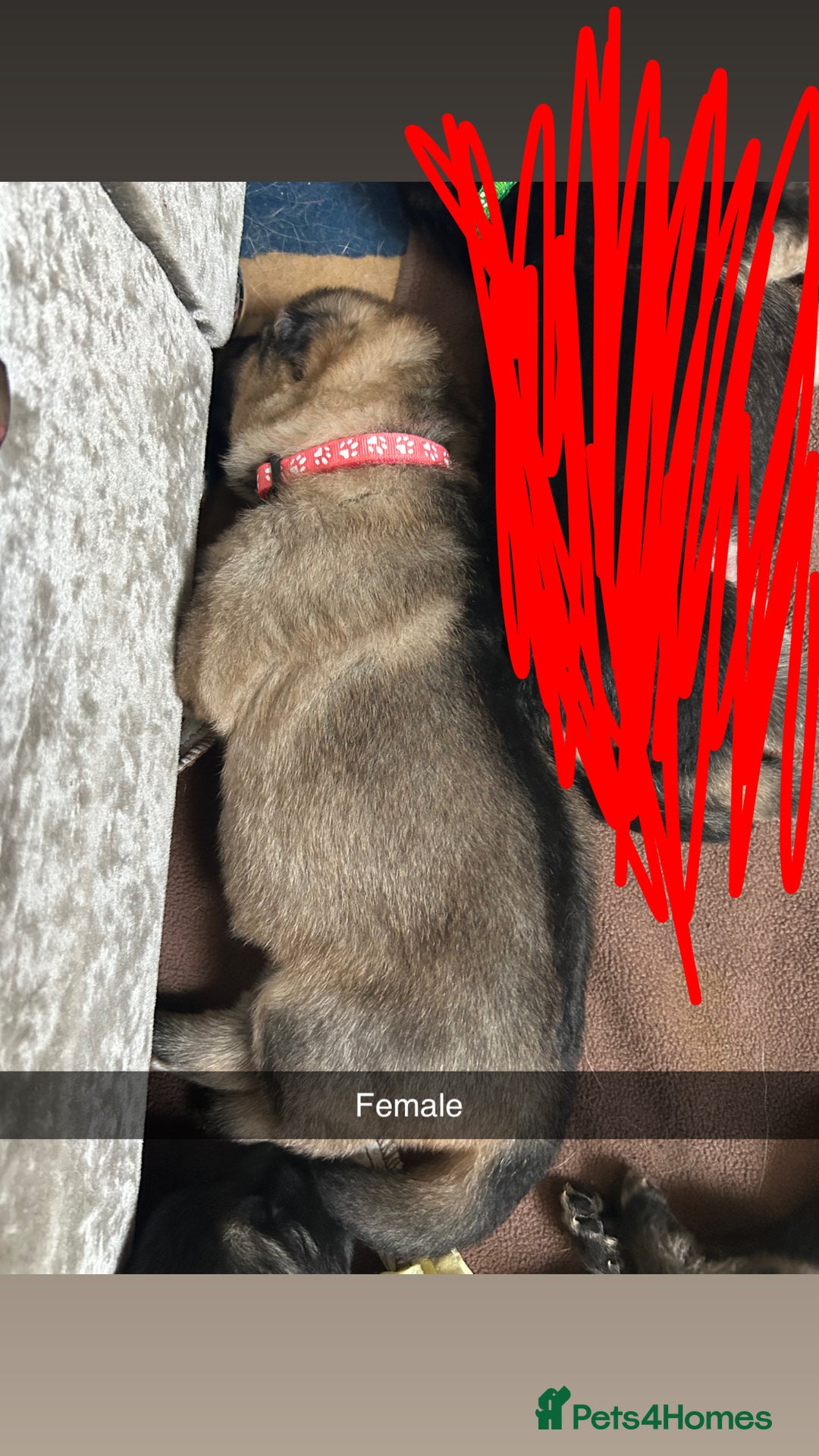 German Shepherd dogs for sale: 10 Germans Shepherd Puppys - Image 5