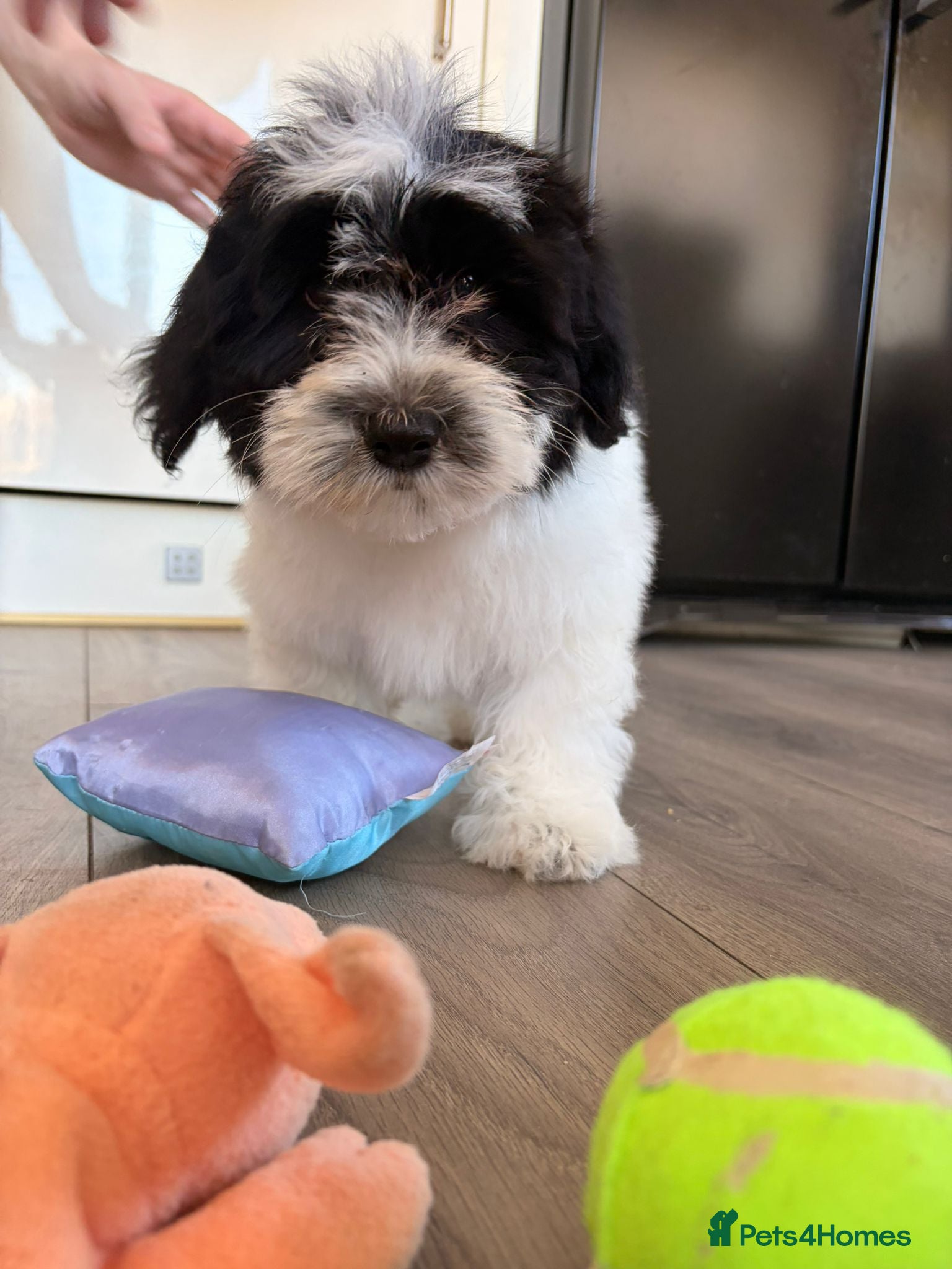 Havanese dogs 1 stunning K.C reg Havanese boy puppy available  - Advert 1