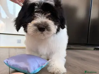 Havanese dogs 1 stunning K.C reg Havanese boy puppy available - Advert 4