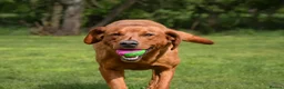 Labrador Retriever dogs for sale: Fox Red Labrador Puppies KC registered for sale - Advert 7