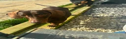Miniature Dachshund dogs for sale: Miniature daschunds chocolate tan - Advert 1