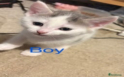 Mixed Breed cats for sale: 4 cheeky kittens ready for their new homes  - Image 8