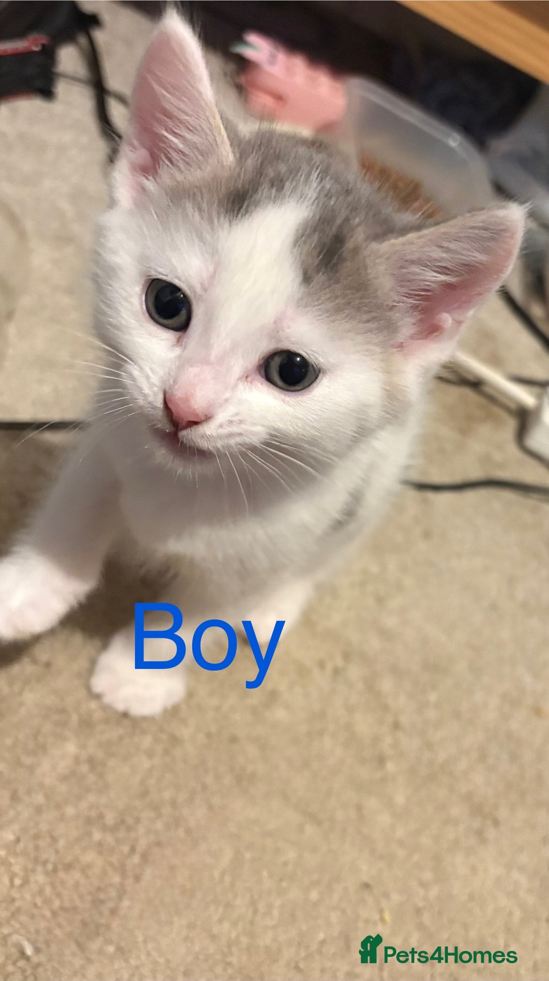 Mixed Breed cats for sale: 4 cheeky kittens ready for their new homes  - Image 8