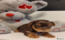 Yorkshire Terrier dogs for sale: Outstanding RARE Yorkshire terrier chocolate  - Image 8