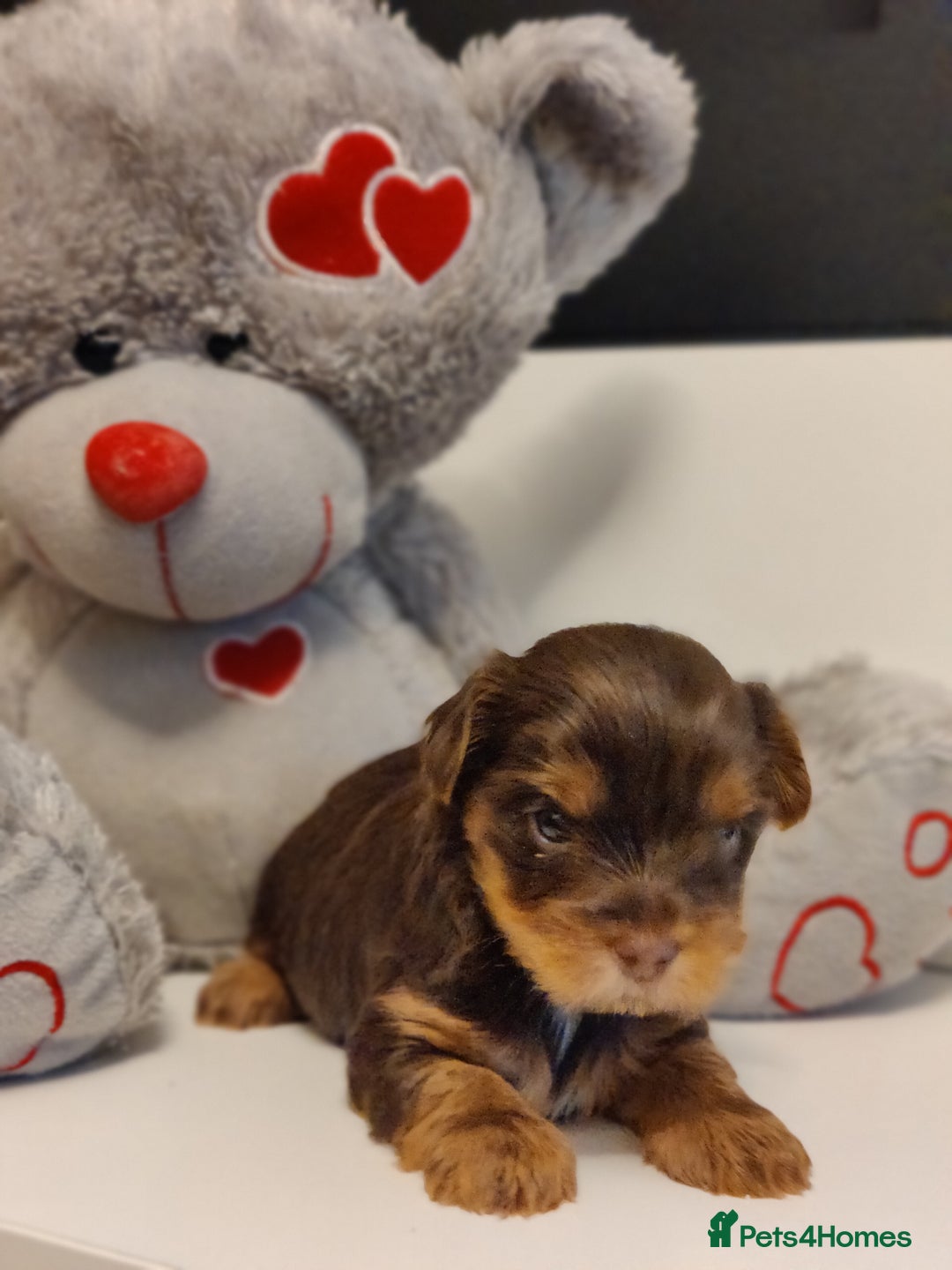 Yorkshire Terrier dogs for sale: Outstanding RARE Yorkshire terrier chocolate  - Image 8