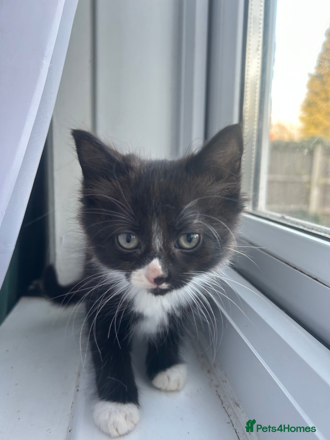 Mixed Breed cats for sale: Female kitten looking for home - Image 23