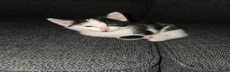Mixed Breed cats for sale: Male kitten in Bristol - Advert 6
