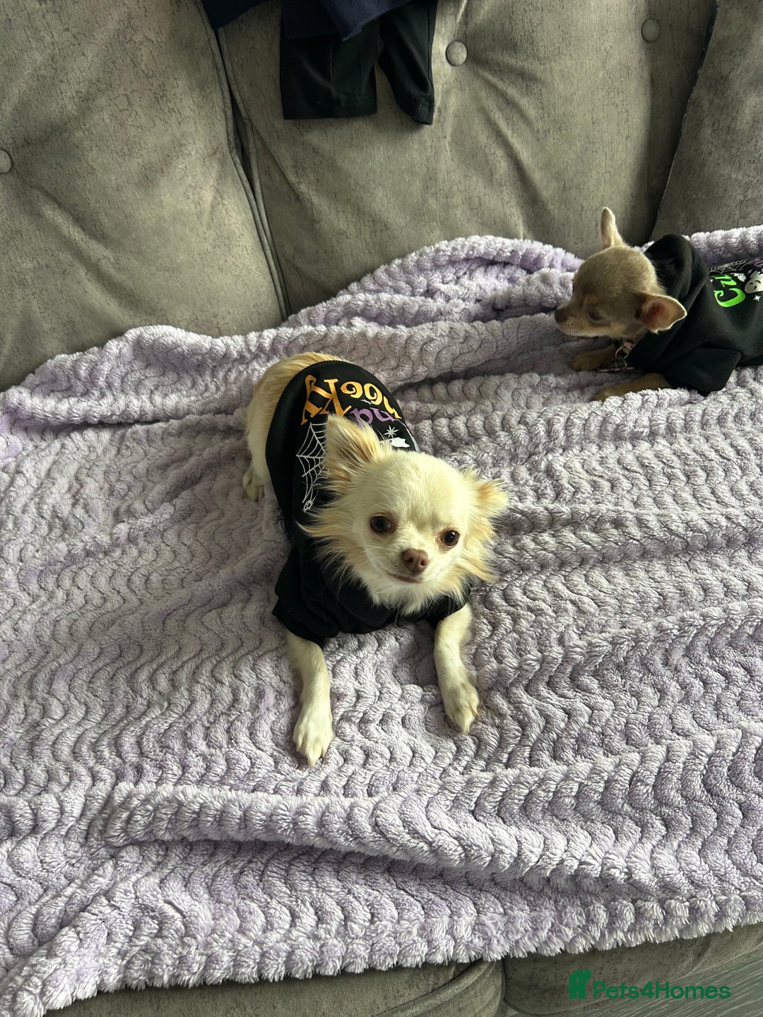 Chihuahua dogs for sale: Chihuahua  - Image 1