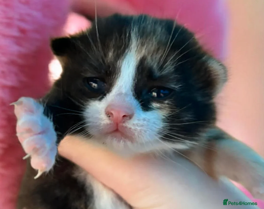 Persian cats for sale: Gorgeous kittens  - Advert 1