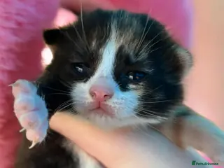 Persian cats Gorgeous kittens - Advert 2