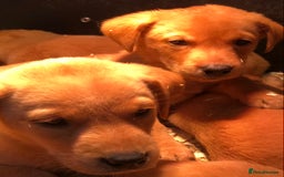 Labrador Retriever dogs for sale: chunky kc registered labrador pups - Image 6