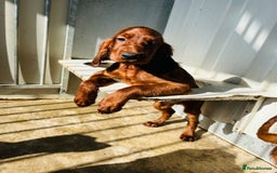 Irish Setter dogs for sale: Outstanding red Irish setters puppies - Image 16