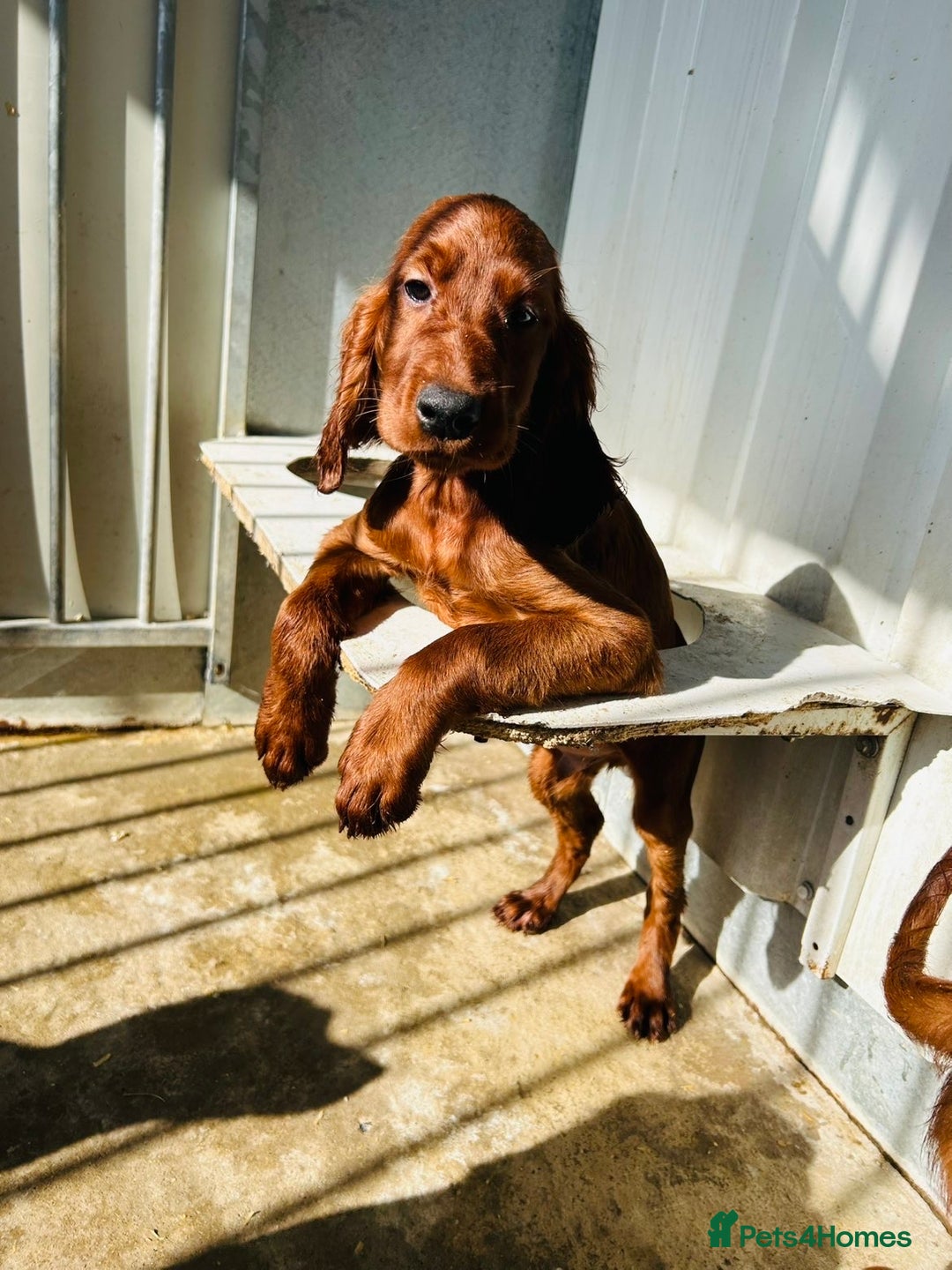 Irish Setter dogs for sale: Outstanding red Irish setters puppies - Image 16
