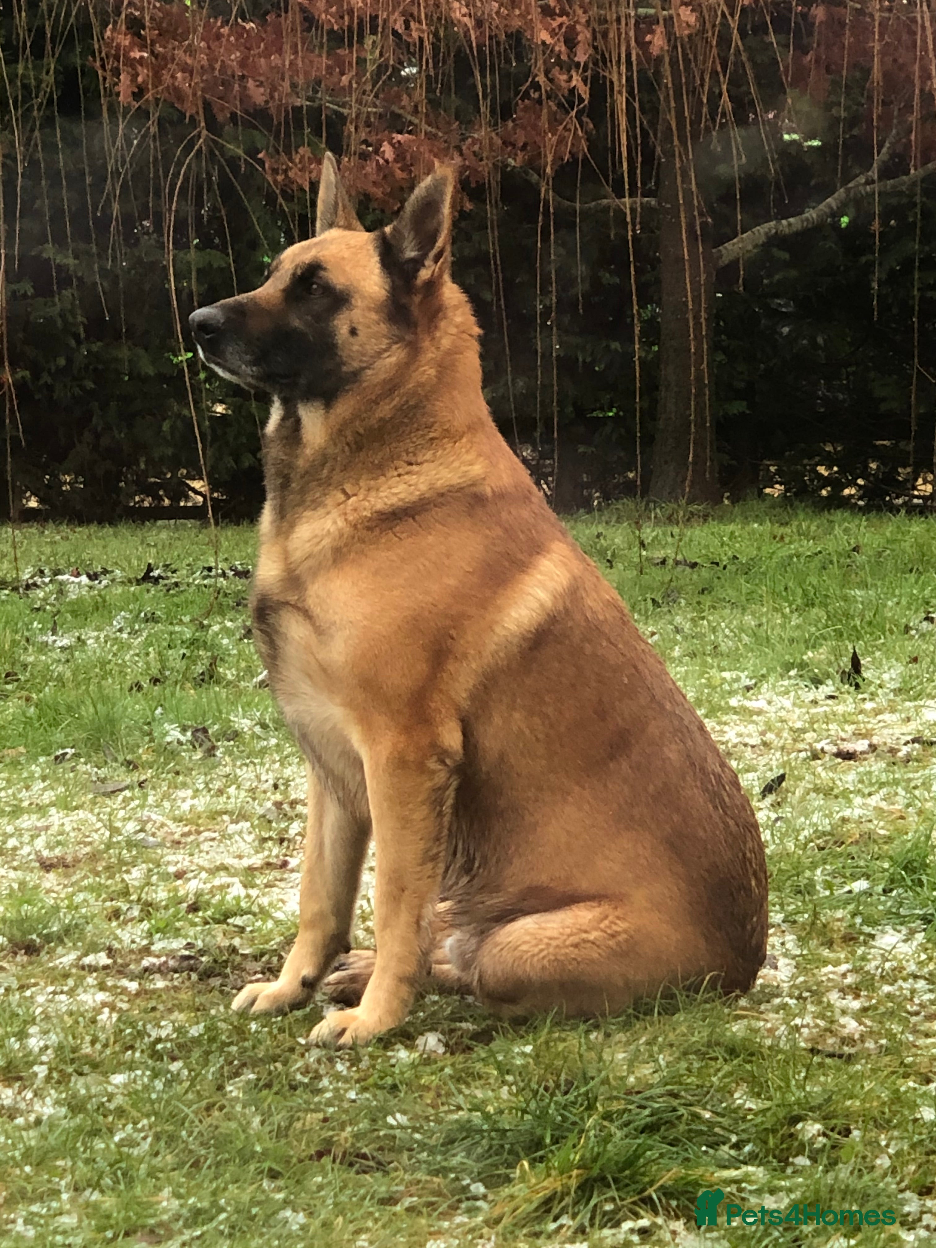 Belgian Shepherd Dog dogs Looking for a Girlfriend !! - Advert 17