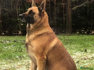 Belgian Shepherd Dog dogs in Hereford - Advert 19