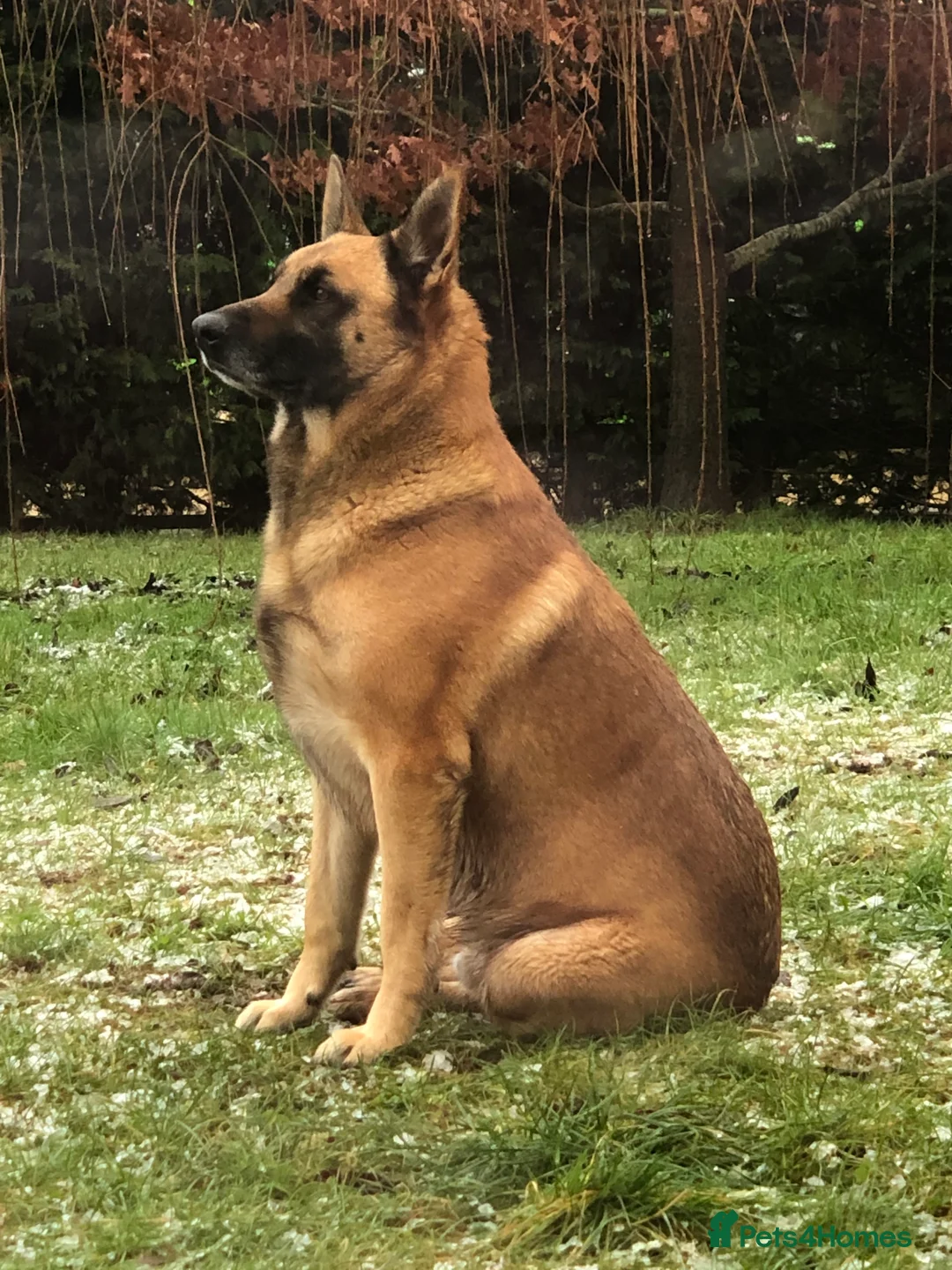 Belgian Shepherd Dog dogs for stud: Looking for a Girlfriend !! in Hereford - Advert 1
