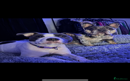 Mixed Breed dogs for sale: ‼️‼️ STAFF x FRENCH BULLDOG ‼️‼️ - Image 1