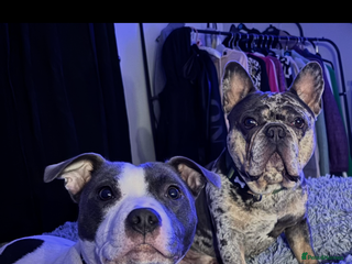 Mixed Breed dogs for sale - Advert 1