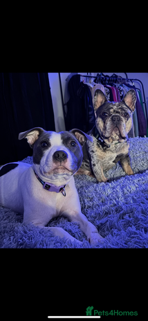 Mixed Breed dogs - Advert 1