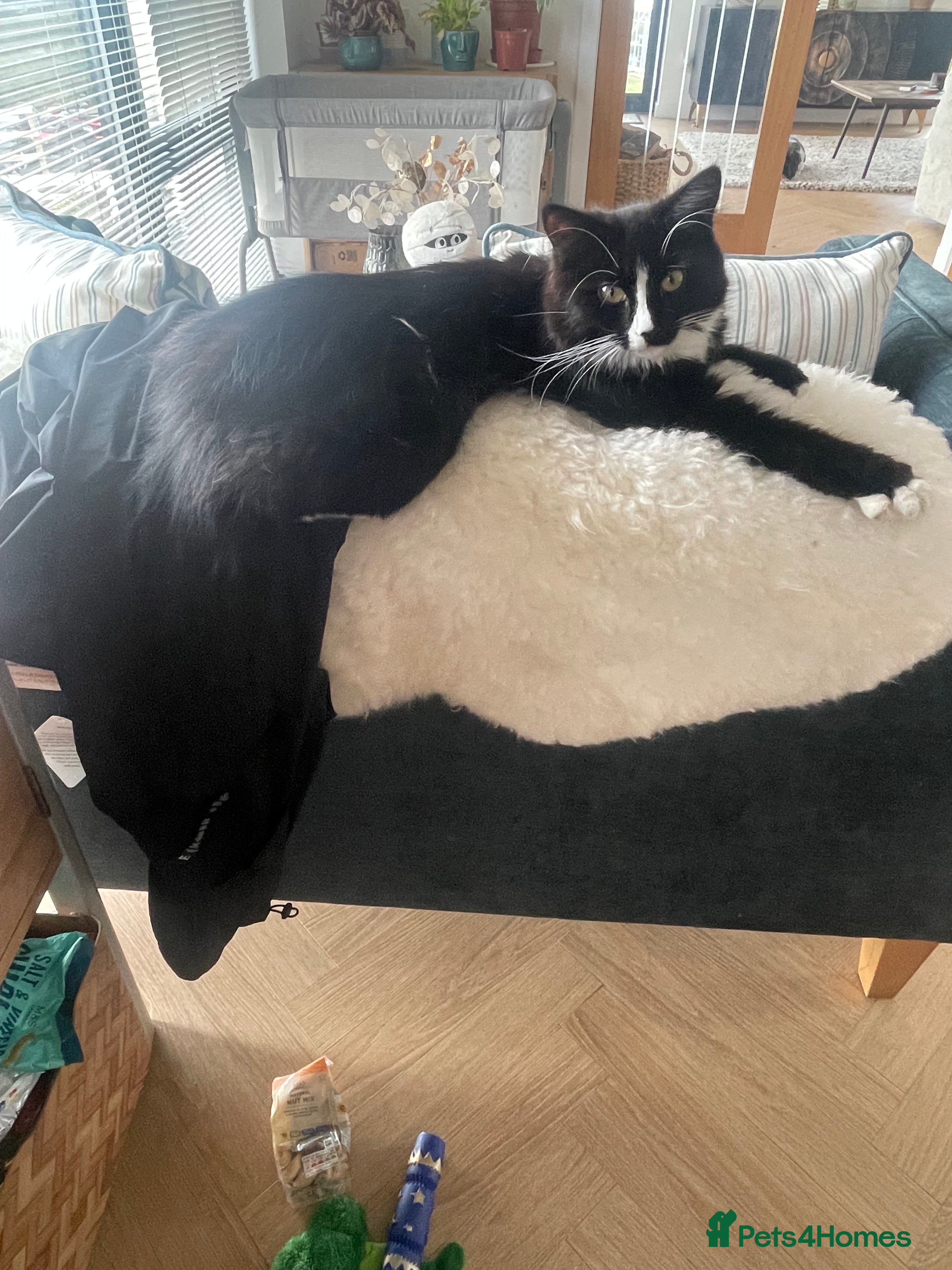 Mixed Breed cats Looking for a loving home for Monty  - Advert 2