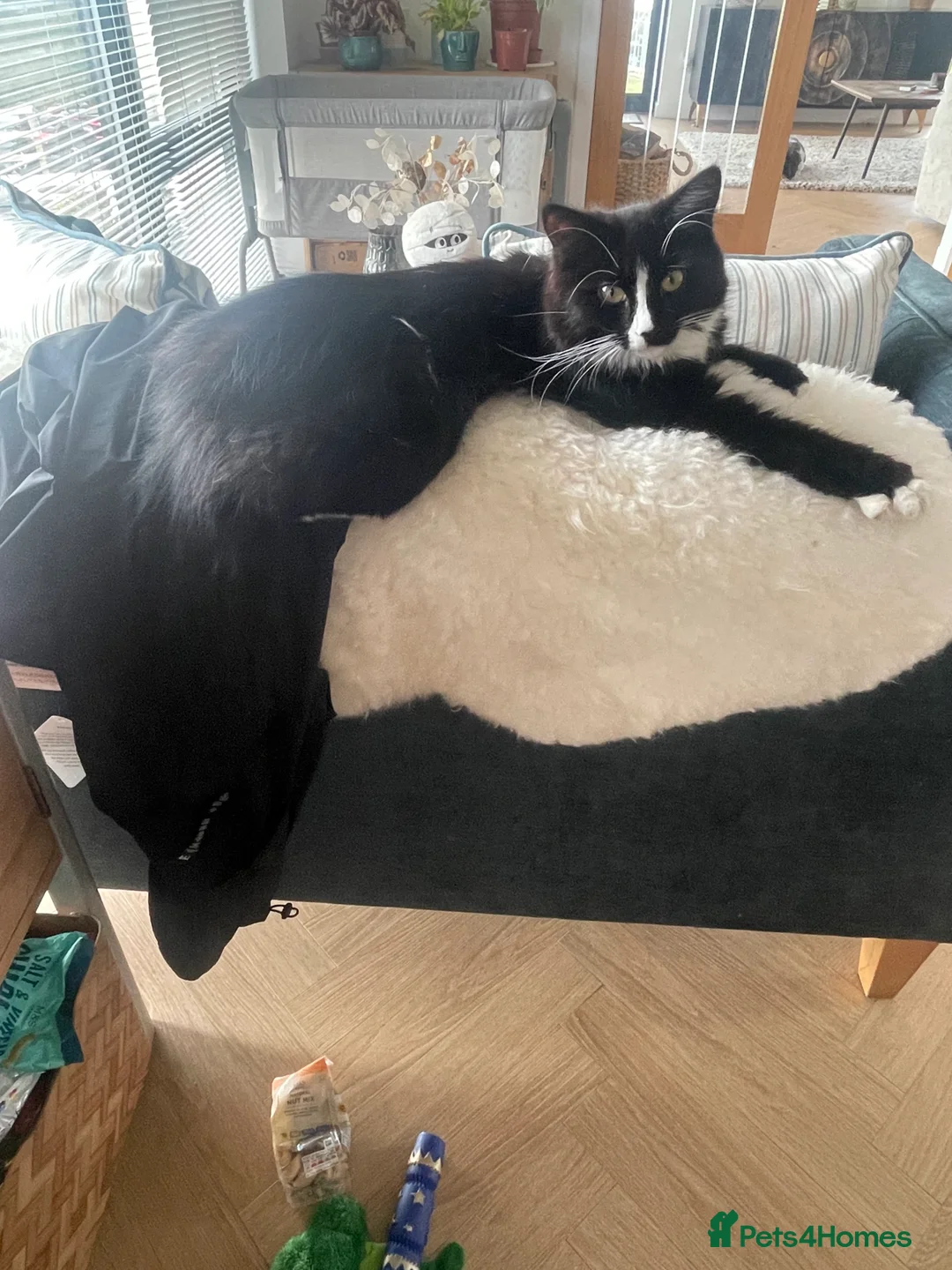 Mixed Breed cats for sale: Looking for a loving home for Monty  - Advert 1