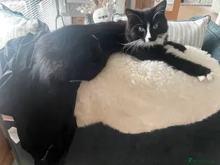 Mixed Breed cats Looking for a loving home for Monty - Advert 1