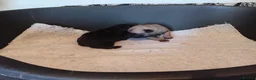 Pug dogs for sale: Girl pug  - Advert 5