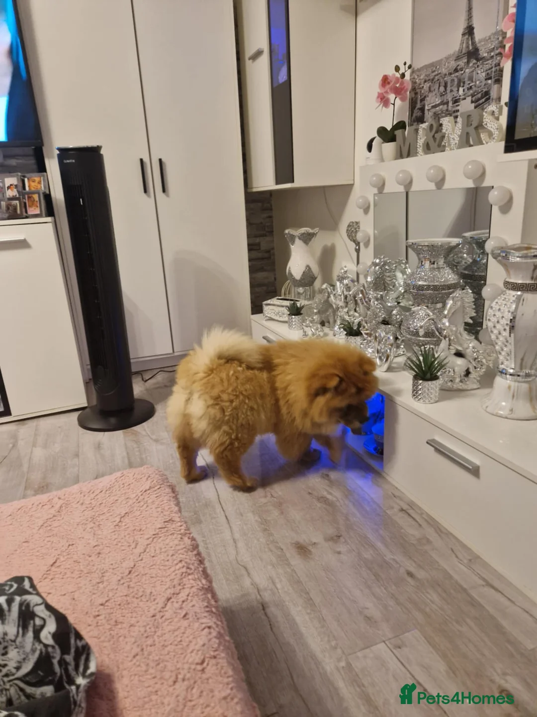 Chow Chow dogs for sale: Chow chow 8 months old  - Advert 6