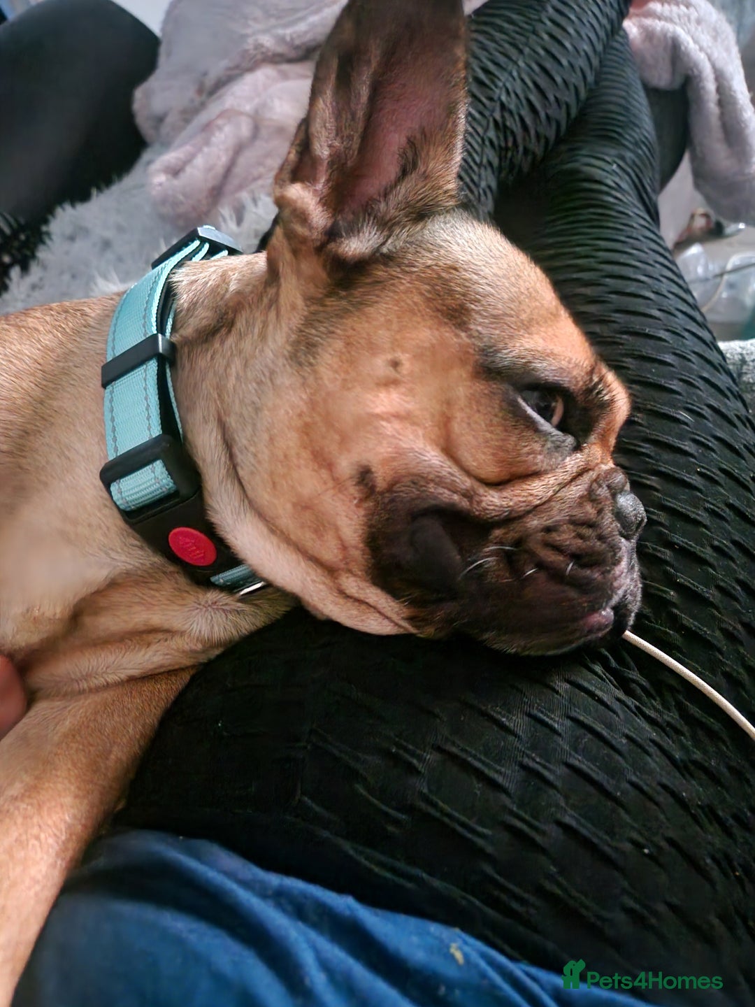 French Bulldog dogs for sale: Amazing lovely Frenchy  - Advert 5