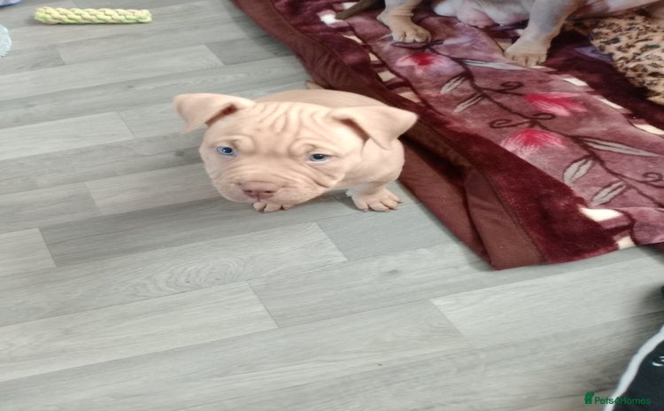 American Bully dogs American pocket bully  - Advert 10