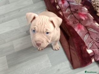 American Bully dogs American pocket bully - Advert 13