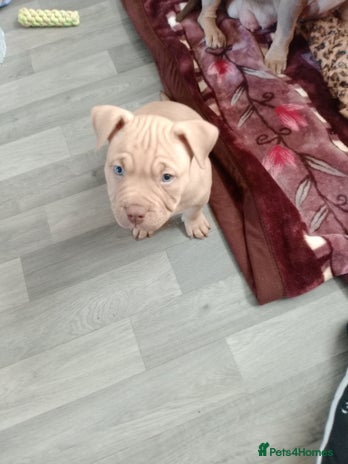 American Bully dogs American pocket bully - Advert 10