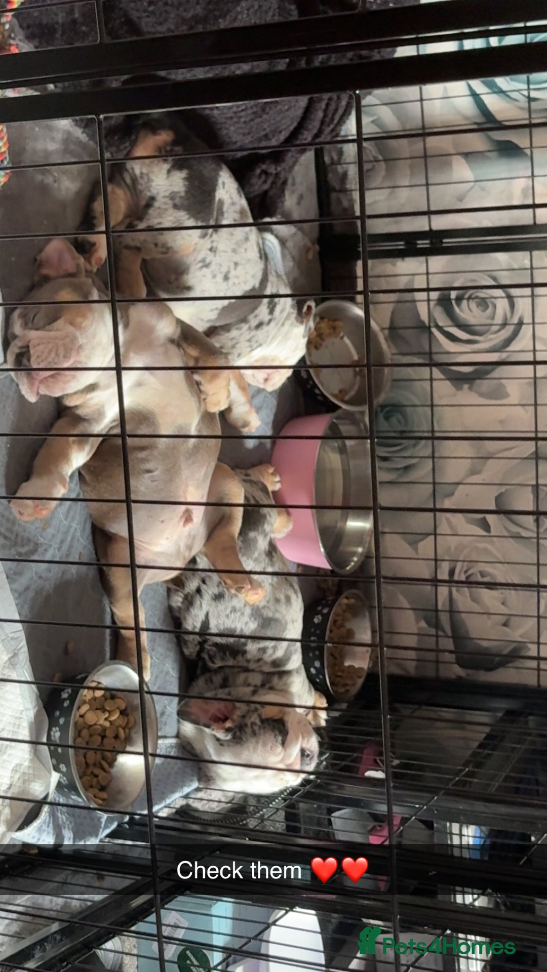 Olde English Bulldogge dogs for sale: Old English bulldog pups fluffy carriers❤️ - Image 32