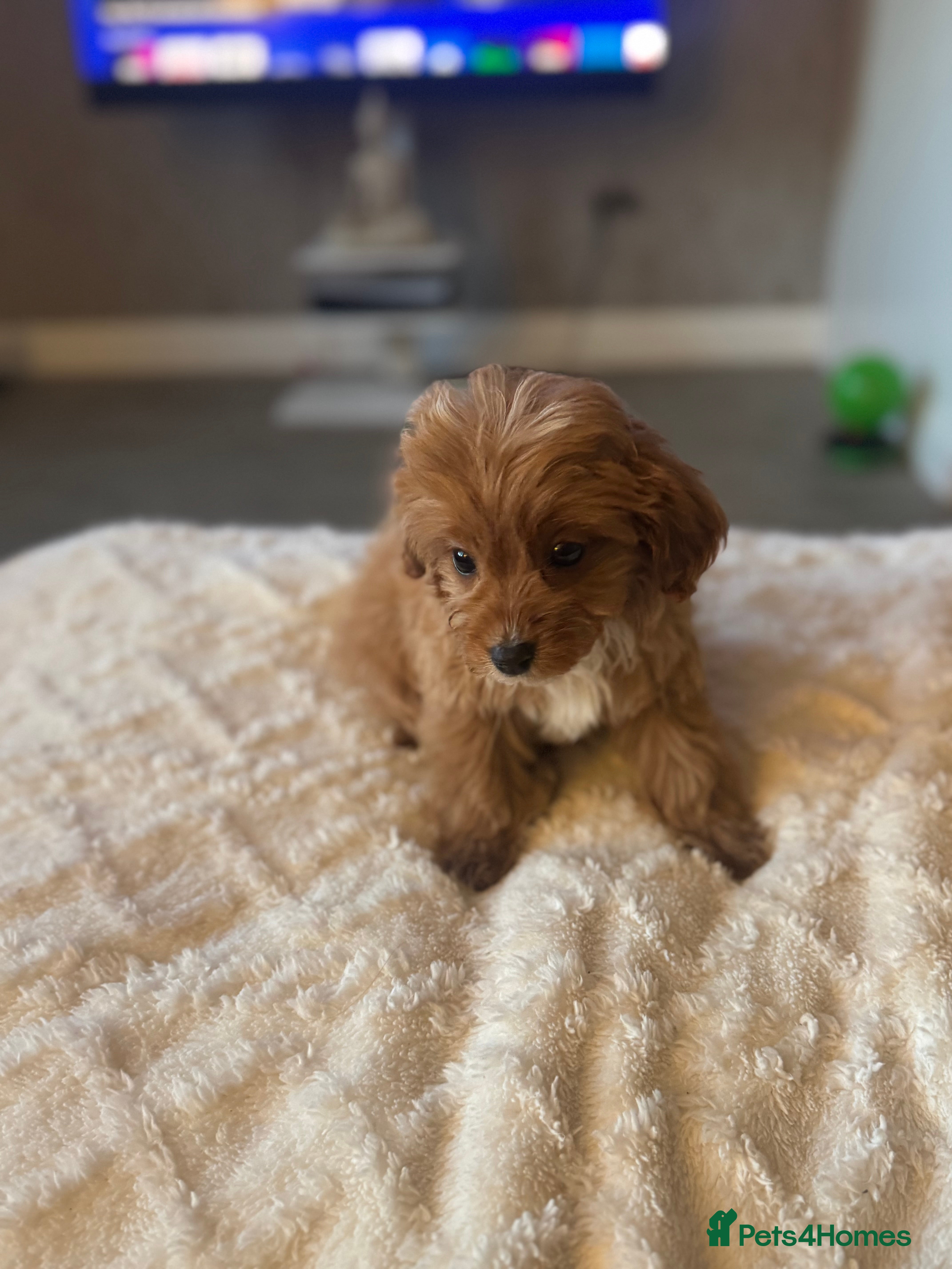 Cavapoo dogs Last remaining BOY💙 - Advert 3