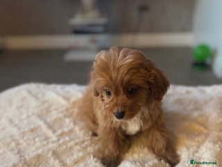 Cavapoo dogs Last remaining BOY💙 - Advert 4